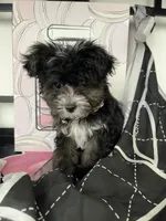 Toby, a male Yorkipoo for sale in Chino, CA – 2 of 4