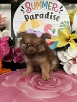 Claude, a male Pomeranian for sale in Chino Hills, CA – 5 of 5