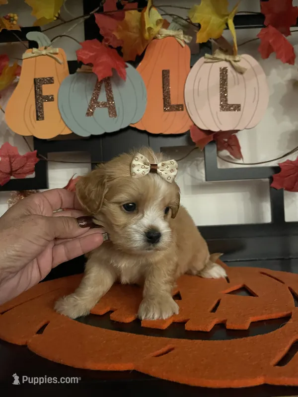 Lillian – Maltese, Shih Tzu puppy for sale in Chino, CA