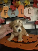 Lillian, a female Maltese and Shih Tzu for sale in Chino, CA – 3 of 4