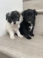 Sophia, a female Maltipoo for sale in Chino Hills, CA – 2 of 3
