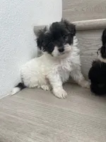 Wendy, a female Maltipoo for sale in Chino Hills, CA – 4 of 5