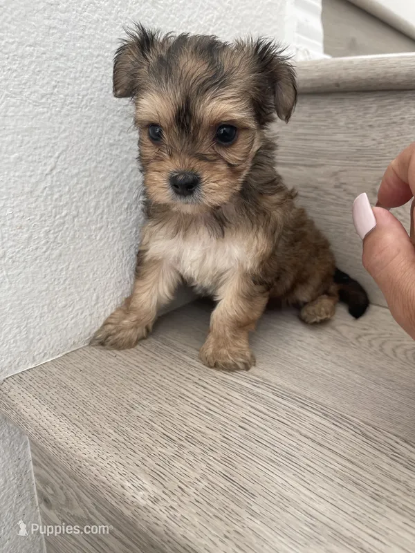 Lilly  – Yorkshire Terrier puppy for sale in Chino, CA