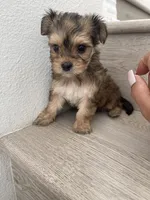 Lilly , a female Maltese and Yorkshire Terrier for sale in Chino, CA – 6 of 9
