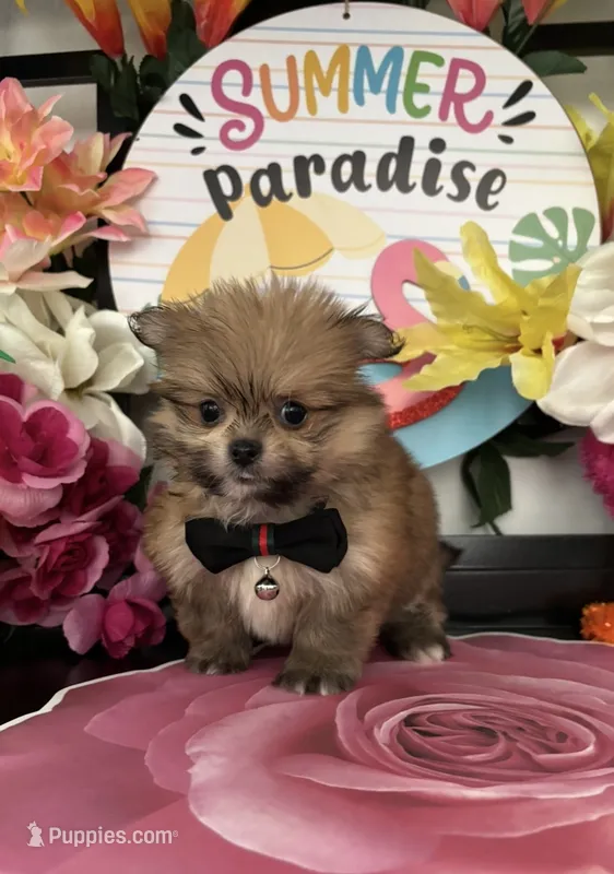Leon – Pomeranian, Shih Tzu puppy for sale in Chino Hills, CA