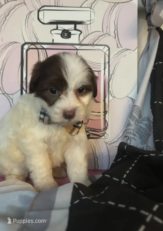 Guido – Poodle - Toy  puppy for sale in Chino Hills, CA
