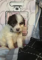 Guido, a male Poodle - Toy  for sale in Chino Hills, CA – 3 of 6
