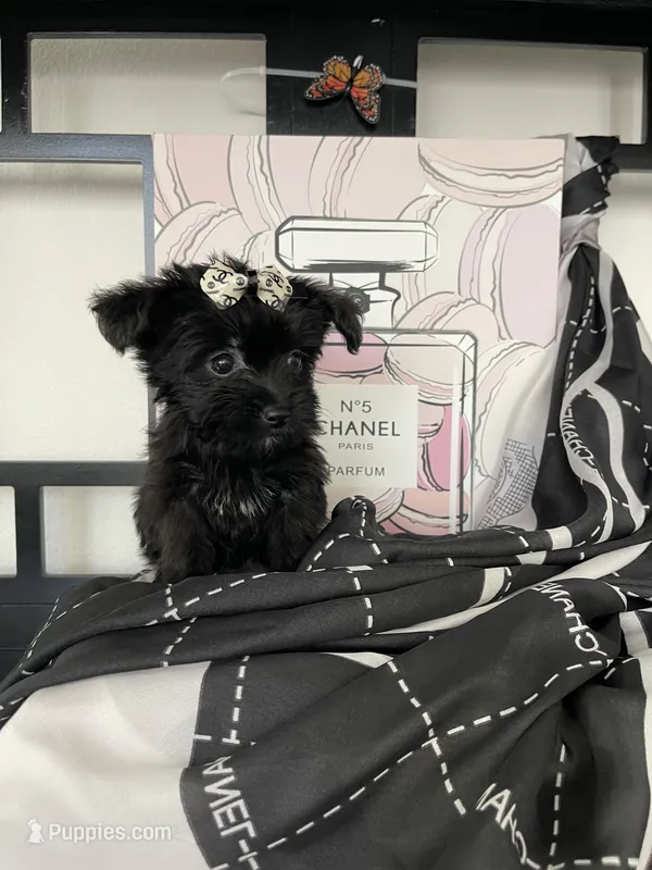 Lulu – Maltese, Yorkshire Terrier puppy for sale in Chino Hills, CA