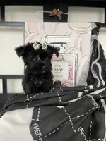 Lulu, a female Maltese and Yorkshire Terrier for sale in Chino, CA – 1 of 4