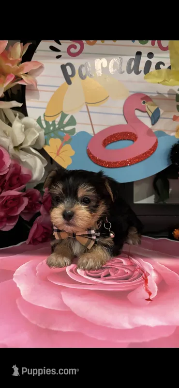 Lenny – Morkie puppy for sale in Chino Hills, CA