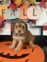 Morkies, a male Morkie for sale in Chino, CA – 6 of 8