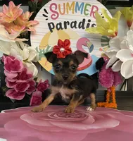 Lucy, a female Chihuahua for sale in Chino Hills, CA – 3 of 5