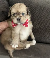 Laura, a female Shih Tzu for sale in Chino Hills, CA – 7 of 7