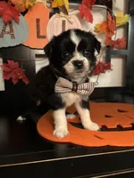 Lenny, a male Morkie for sale in Chino, CA – 3 of 4