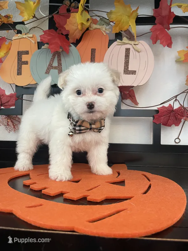 Romeo – Pomapoo puppy for sale in Chino, CA
