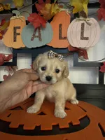 Chester, a male Maltese and Shih Tzu for sale in Chino, CA – 4 of 8