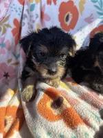 Clyde, a female Yorkshire Terrier for sale in Chino, CA – 7 of 7