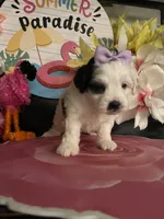 Layla, a female Mal Shi for sale in Chino Hills, CA – 3 of 5