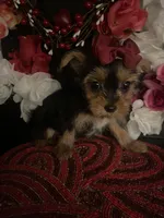 Chloe , a female Yorkshire Terrier for sale in Chino Hills, CA – Photo 4 of 6
