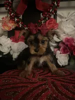 Chloe , a female Yorkshire Terrier for sale in Chino Hills, CA – Photo 5 of 6
