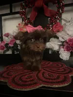 Chloe , a female Yorkshire Terrier for sale in Chino Hills, CA – Photo 2 of 6