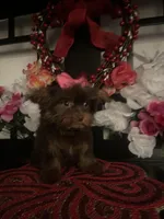 Chloe , a female Yorkshire Terrier for sale in Chino Hills, CA – Photo 1 of 6