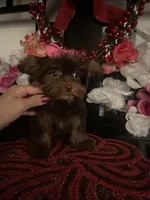 Chloe , a female Yorkshire Terrier for sale in Chino Hills, CA – Photo 3 of 6