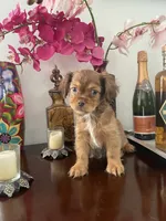 Chester, a male Maltese and Shih Tzu for sale in Chino, CA – 8 of 8