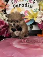 Laura, a female Pomeranian and Shih Tzu for sale in Chino Hills, CA – 5 of 6