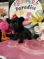 Lulu, a female Maltese and Yorkshire Terrier for sale in Chino Hills, CA – 2 of 9