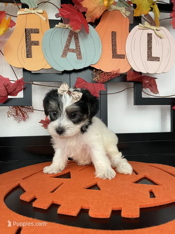 Lulu – Morkie puppy for sale in Chino, CA