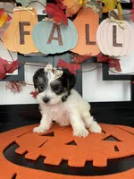 Lulu, a female Morkie for sale in Chino, CA – 1 of 5