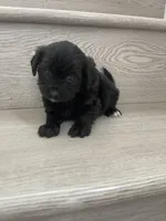 Sophia, a female Maltipoo for sale in Chino Hills, CA – 1 of 3