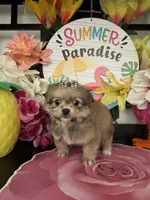 Leon, a male Pomeranian and Shih Tzu for sale in Chino Hills, CA – 4 of 8
