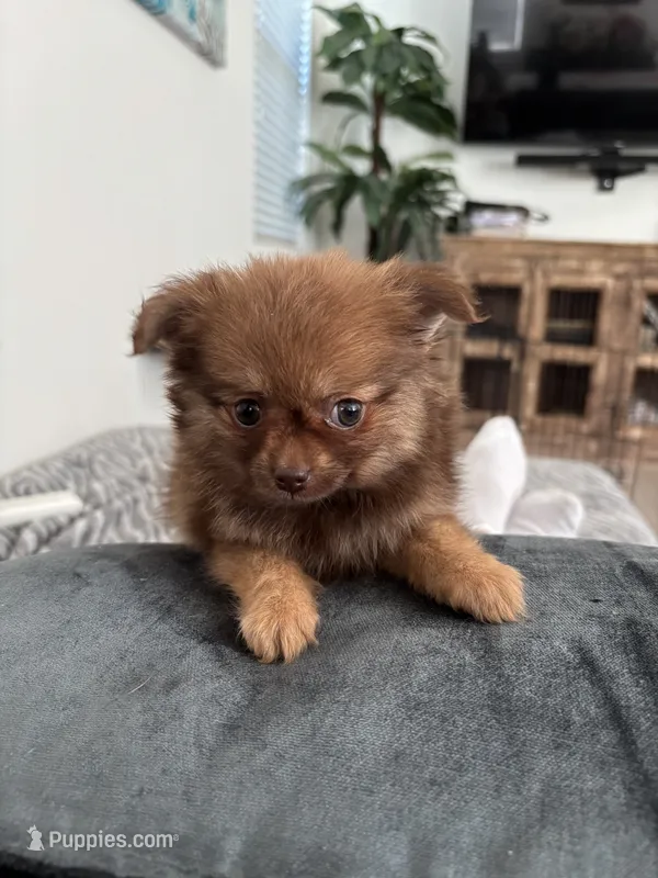 Delila  – Pomeranian puppy for sale in Chino Hills, CA