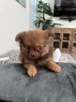 Delila , a female Pomeranian for sale in Chino Hills, CA – 1 of 2