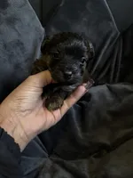Toby, a male Morkie for sale in Chino Hills, CA – 4 of 7