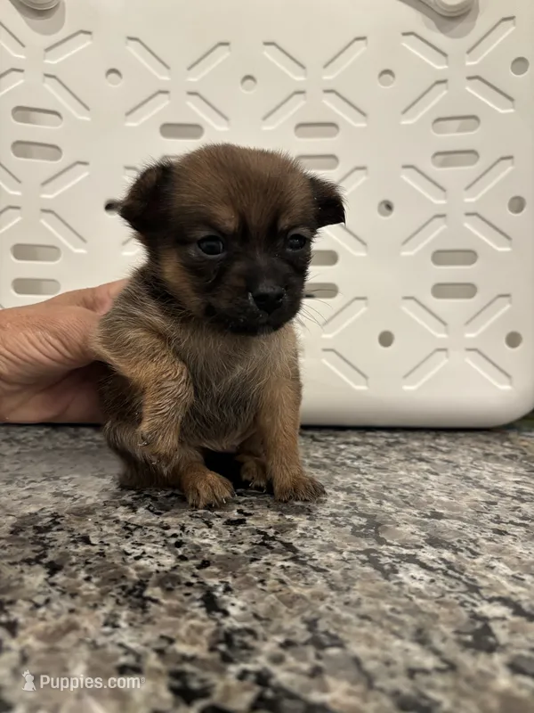 Donovan – Pomeranian, Yorkshire Terrier puppy for sale in Chino, CA
