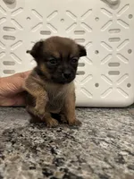 Twinkie, a female Pomeranian and Yorkshire Terrier for sale in Chino, CA – 4 of 8