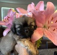 Tammy, a female Chihuahua and Shih Tzu for sale in Chino Hills, CA – 2 of 5