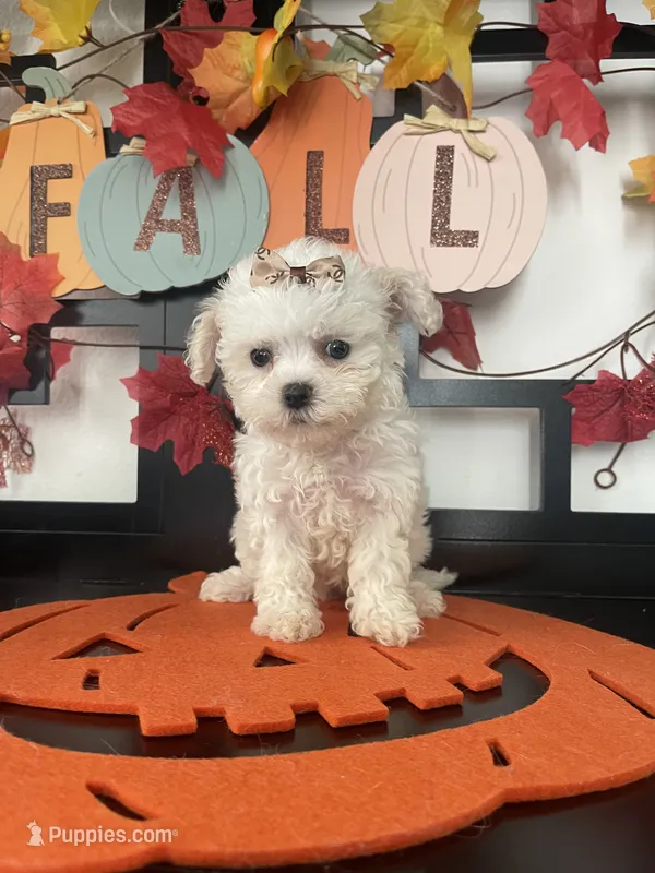 Twinky – Maltipoo puppy for sale in Chino, CA