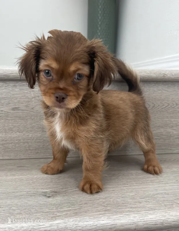 Chester – Maltese, Shih Tzu puppy for sale in Chino, CA