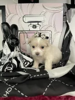 Lulu, a female Maltipoo for sale in Chino, CA – 5 of 6