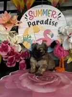 Tammy, a female Chihuahua and Shih Tzu for sale in Chino Hills, CA – 3 of 5
