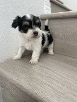 Lilly , a female Maltese and Yorkshire Terrier for sale in Chino, CA – 9 of 9