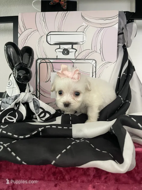 Lulu – Maltipoo puppy for sale in Chino, CA