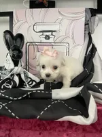 Lulu, a female Maltipoo for sale in Chino, CA – 1 of 6