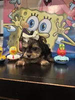 Luna , a female Maltese and Yorkshire Terrier for sale in Chino Hills, CA – Photo 2 of 4