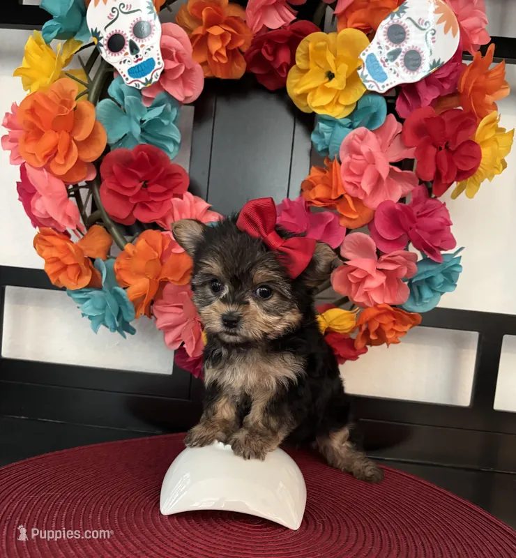 Luna  – Maltese, Yorkshire Terrier puppy for sale in Chino Hills, CA