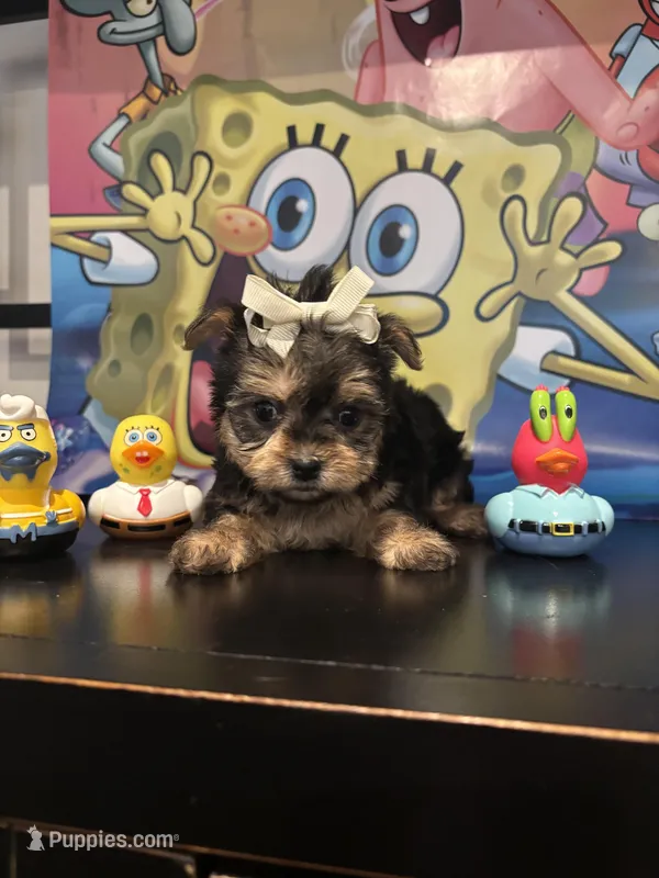 Luna , a female Maltese and Yorkshire Terrier for sale in Chino Hills, CA – Photo 1 of 4